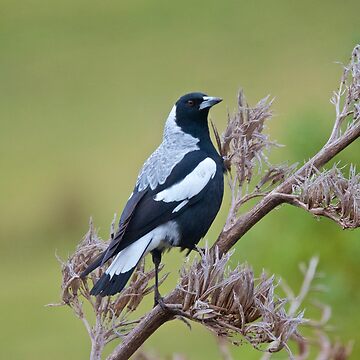 Artwork thumbnail, MAGPIE ~ Australian Magpie (tyrannica) FK4P2PQ6 by David Irwin by tasmanianartist