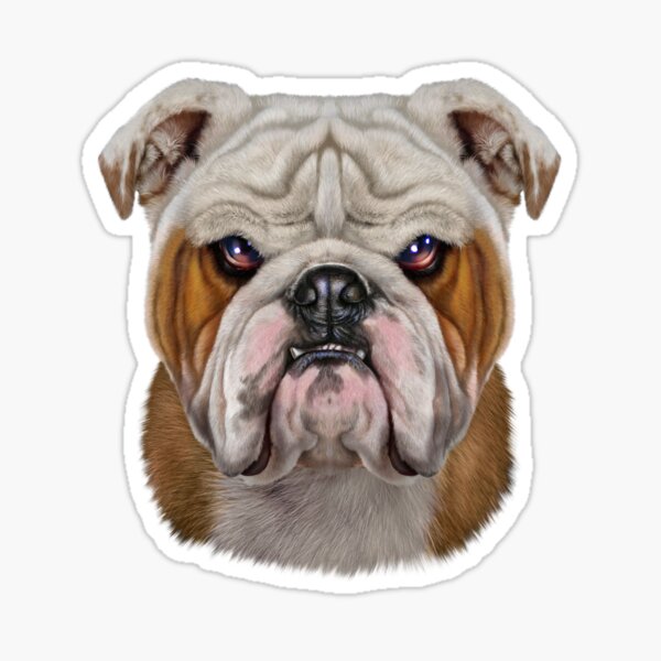 "Vicious English Bulldog Face" Sticker for Sale by FoxRepublic Redbubble