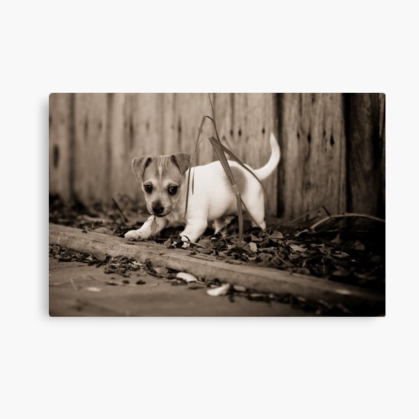 Jackson #1 Canvas Print