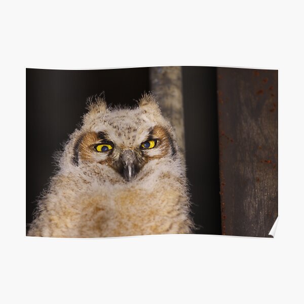 Fuzzy Wuzzy Poster