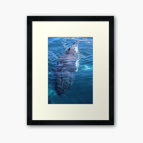 humpback whale swimming under the boat Framed Art Print
