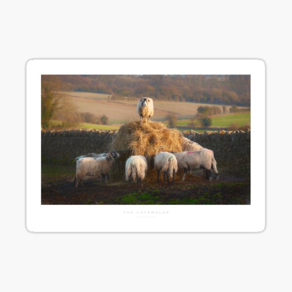 Cotswold Sheep Sticker