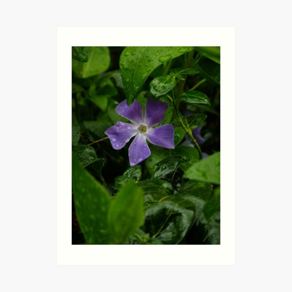 April shower, April flower Art Print