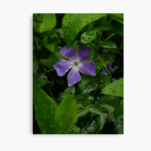 April shower, April flower Canvas Print