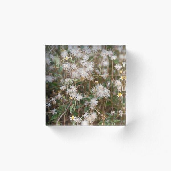 Natural beauty Acrylic Block