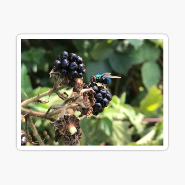 Item preview, Blackberries  designed and sold by Narrowboatgirl.