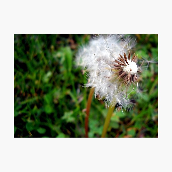 Artikelvorschau, Make a Wish entworfen und verkauft von debbiedoda.