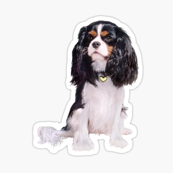 Cavalier King Charles Spaniel - Tri Color (B) Sticker