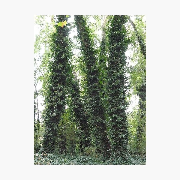 Item preview, Ivy on Trees designed and sold by Joan Wild.