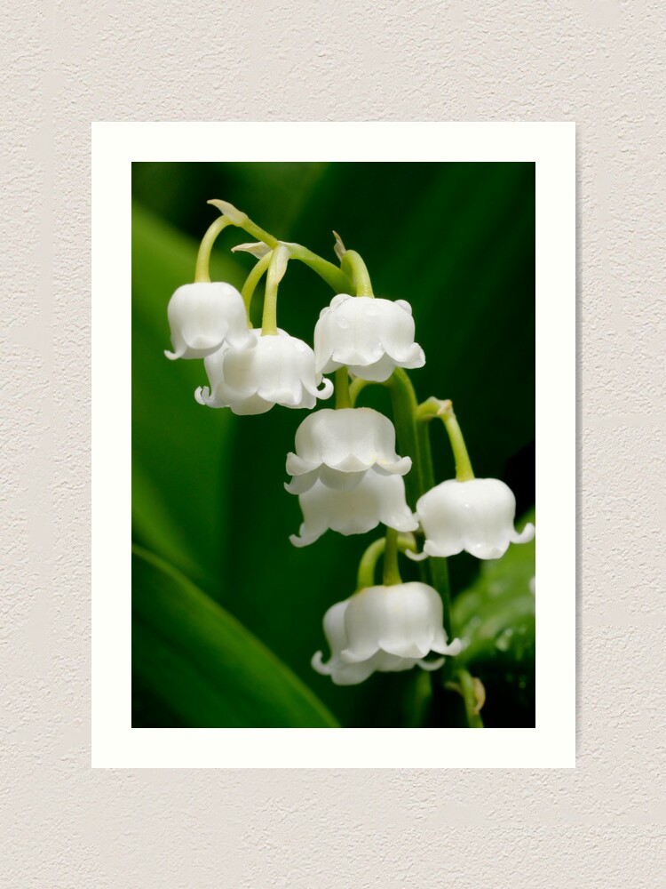 Lily of the Valley, Convallaria majalis