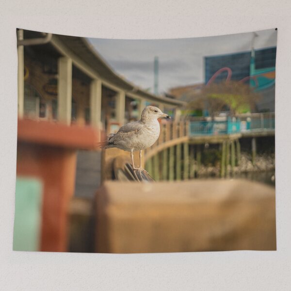 Item preview, Larus californicus 2 designed and sold by KensLensDesigns.
