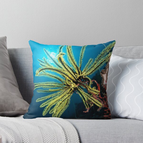 Item preview, Feather star, Wakatobi National Park, Indonesia designed and sold by Erik Schlogl.