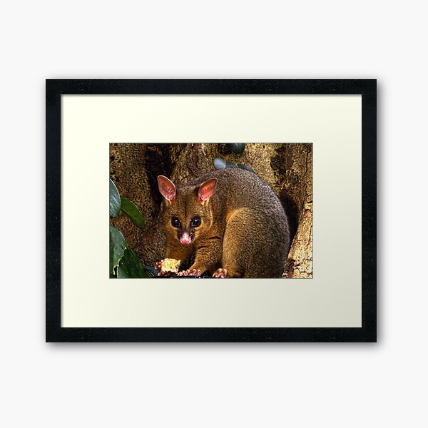 Possum Magic Framed Art Print