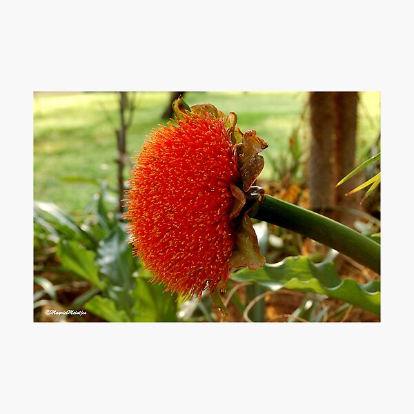 SCADOXUS puniceus – Blood Lily – Rooikwas Photographic Print