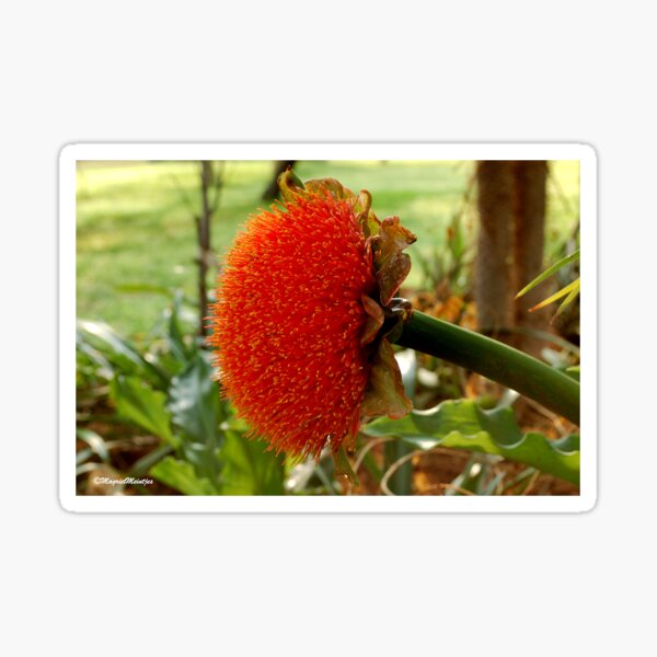 SCADOXUS puniceus – Blood Lily – Rooikwas Sticker