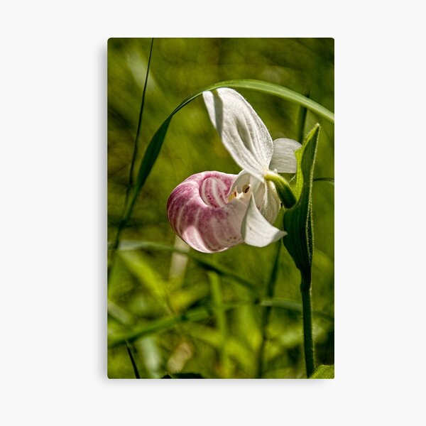 Lean on me Canvas Print