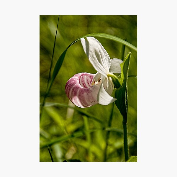 Lean on me Photographic Print