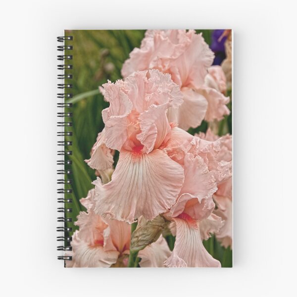 Item preview, Tall bearded Iris designed and sold by Tracey  Dryka.