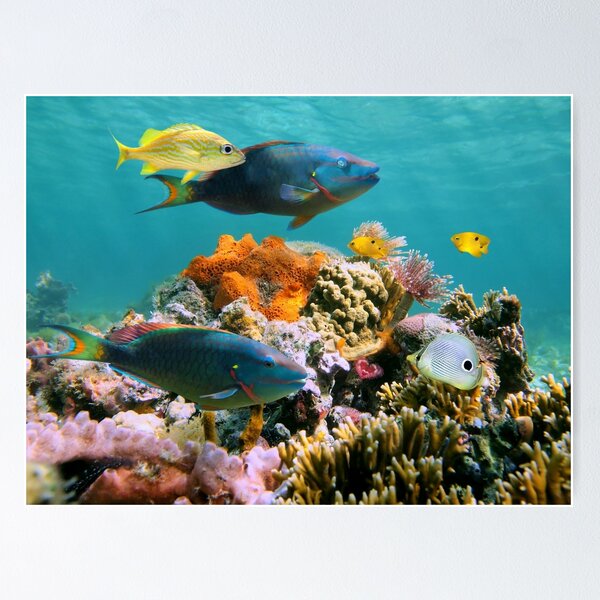 Item preview, Colorful tropical fish and marine life underwater designed and sold by Seaphotoart.