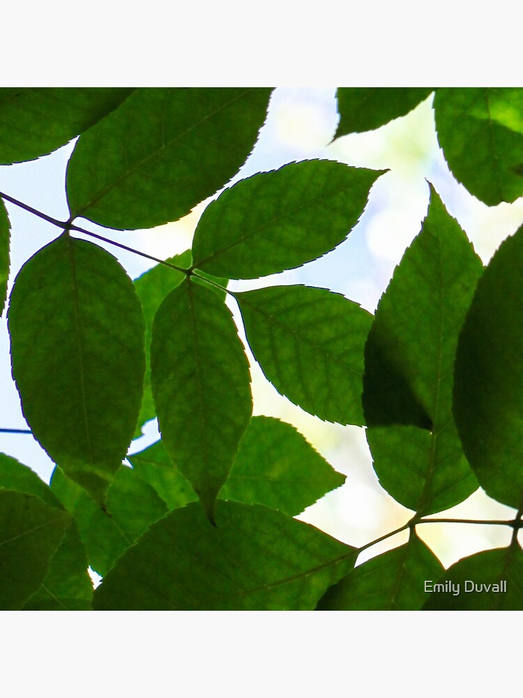 Natural Patterns by PeaceAndBeauty