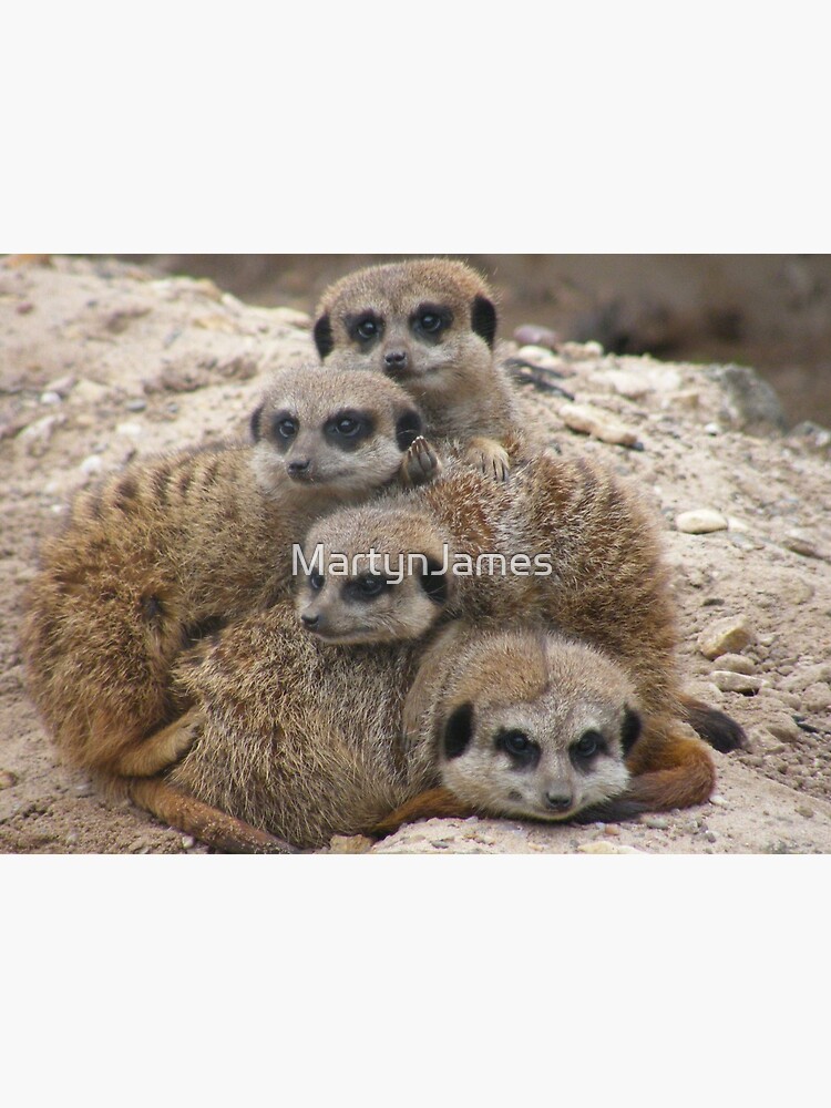 Meerkat family cuddles Meerkat family cuddles