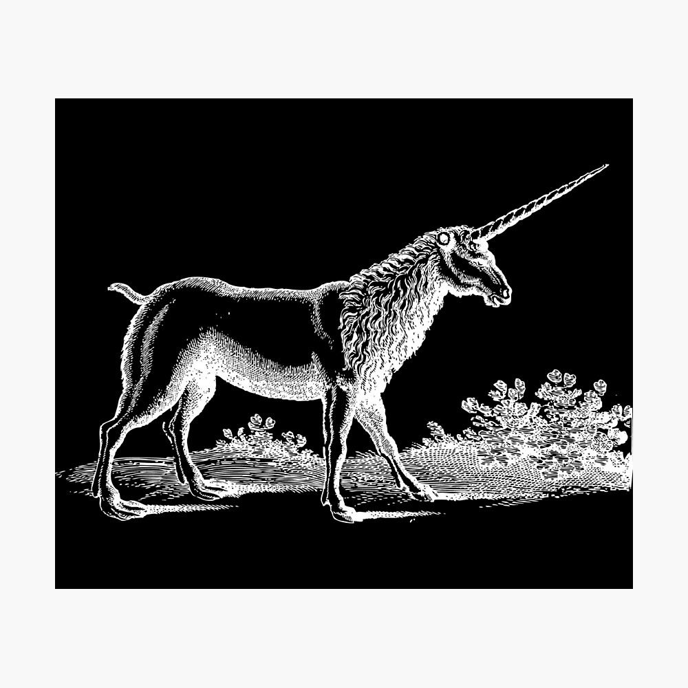Realistic Unicorn Drawing Black Old Antique Illustration Poster By Freshlypeeled Redbubble