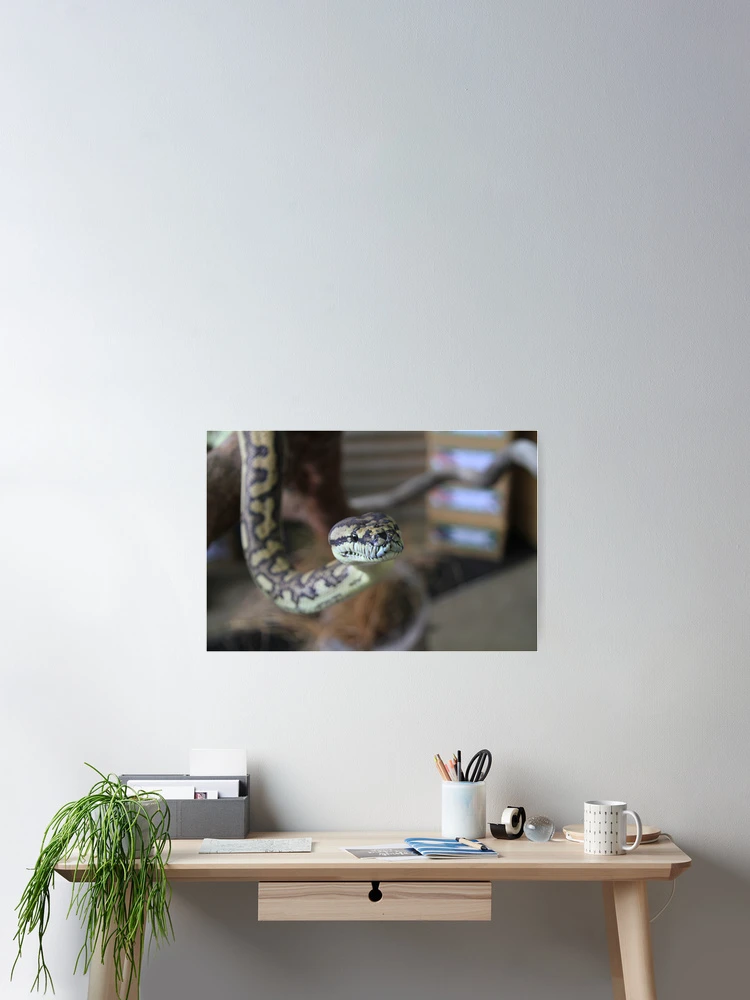 Imagen 2 de 3, Póster con la obra Carpet Python, diseñada y vendida por Yvonne O'Shea.
