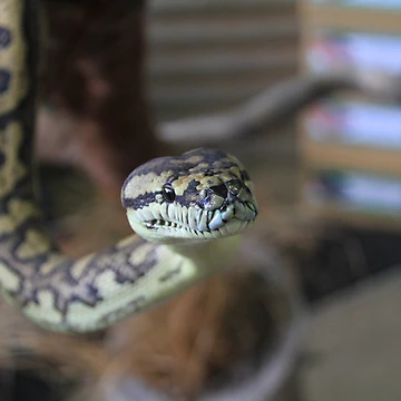 Imagen de la obra Carpet Python de Yvonne O'Shea