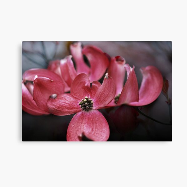 Pink Dogwood Canvas Print