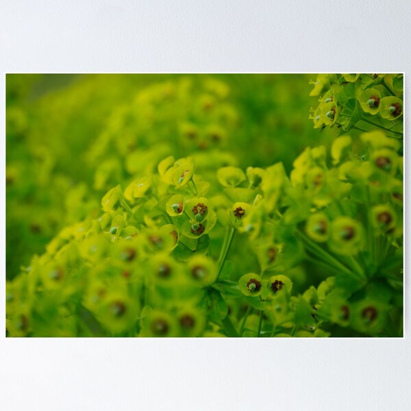 Item preview, Into the green designed and sold by astrolabio.