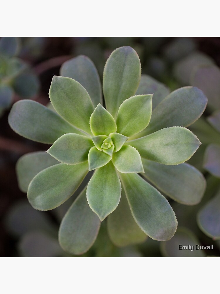 Zen Is Green by PeaceAndBeauty