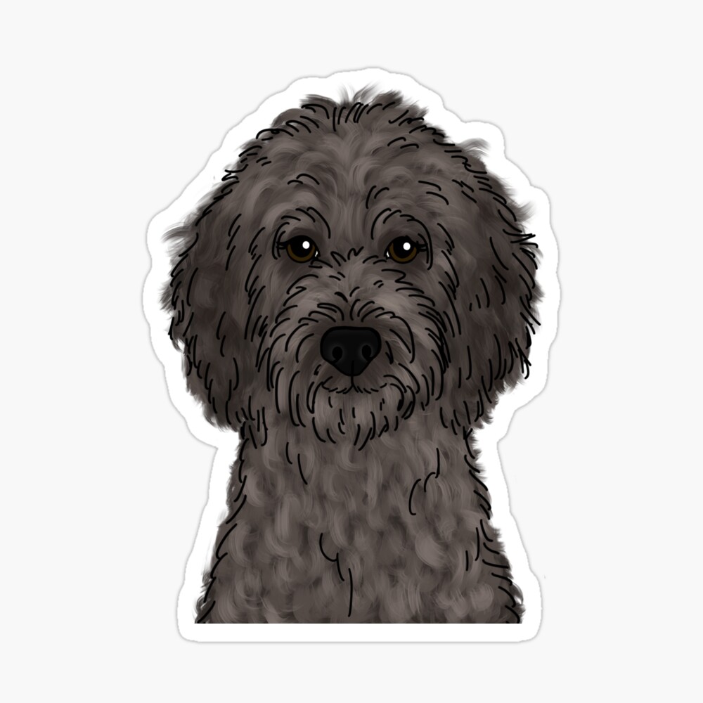 gray golden doodle