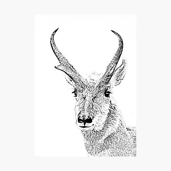 Item preview, ANTELOPE BUCK SKETCH designed and sold by Rodney55.