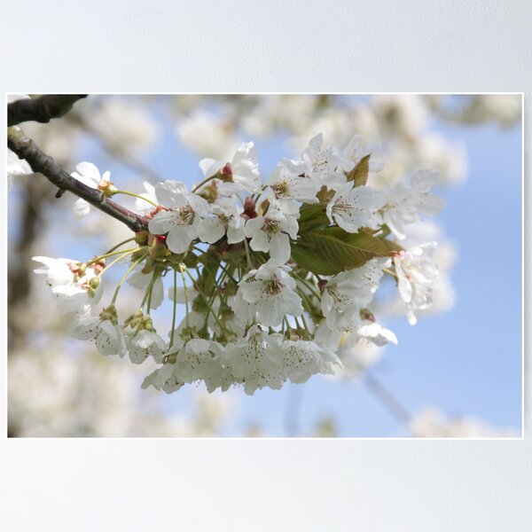 Item preview, Nothing blooms as white as the cherry tree designed and sold by Britta Döll.