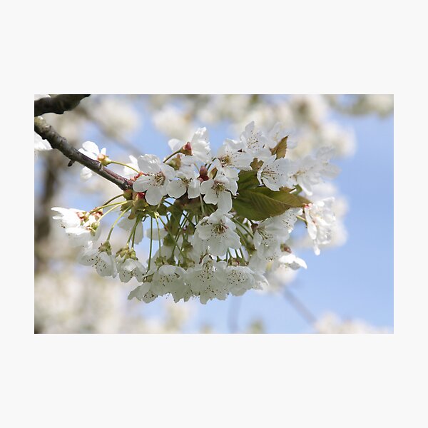 Item preview, Nothing blooms as white as the cherry tree designed and sold by Britta Döll.