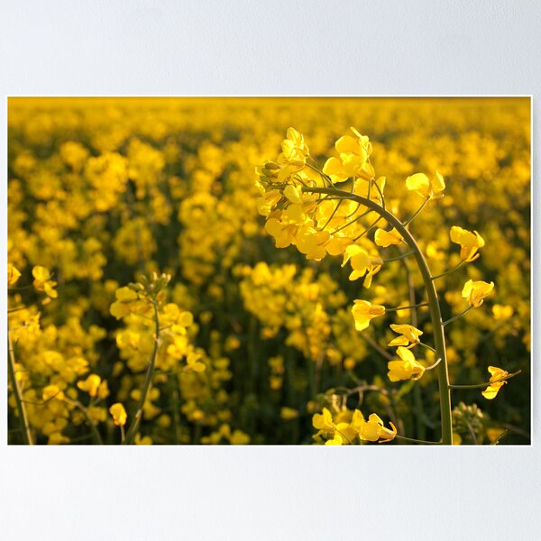 Artikelvorschau, Fields of Gold 1 entworfen und verkauft von Squawk.