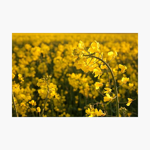 Item preview, Fields of Gold 1 designed and sold by Squawk.