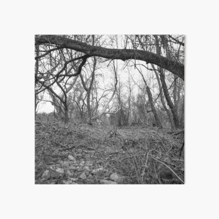 Woods B/W Art Board Print