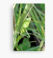Great Green Bush-Cricket, Tettigonia viridissima Metal Print