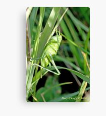 Great Green Bush-Cricket, Tettigonia viridissima Canvas Print