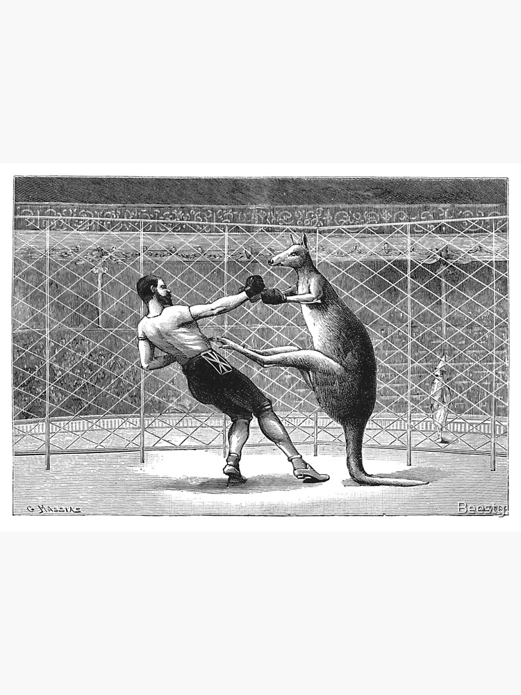 "Boxing Kangaroo" Canvas Print for Sale by Beesty Redbubble