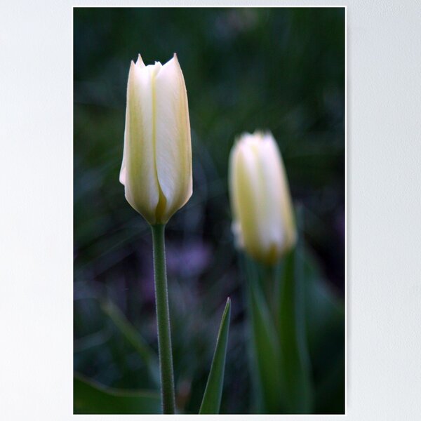 Artikelvorschau, My Twin is behind me..Happy spring entworfen und verkauft von Gary Boudreau.