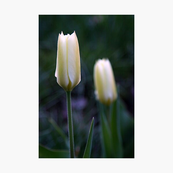 Item preview, My Twin is behind me..Happy spring designed and sold by Gary Boudreau.