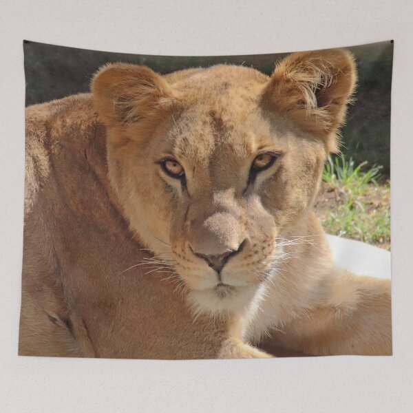 Item preview, The lioness queen designed and sold by albertomphoto.