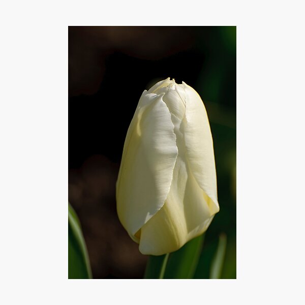 Artikelvorschau, Tulip 2 - Dow's Lake, Ottawa, ON entworfen und verkauft von Tracey Dryka.