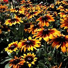 «Margaritas Gloriosa» de Wayne King