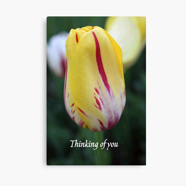 Yellow and Red Tulip Canvas Print