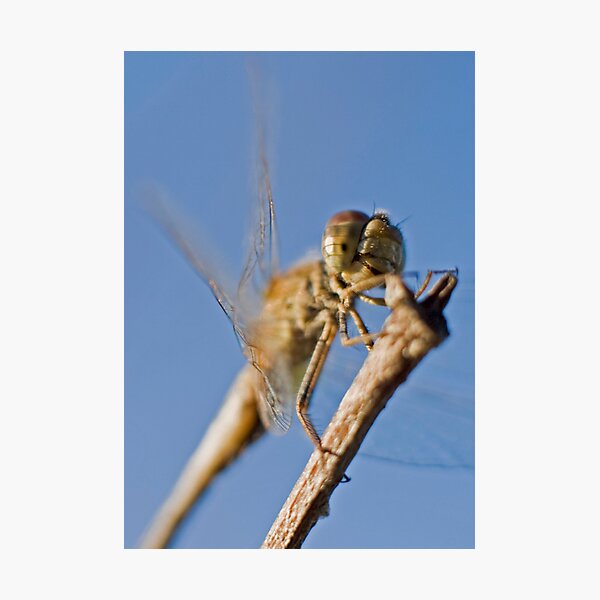 Artikelvorschau, The Dragonfly with a Smile. entworfen und verkauft von Melina Roberts.