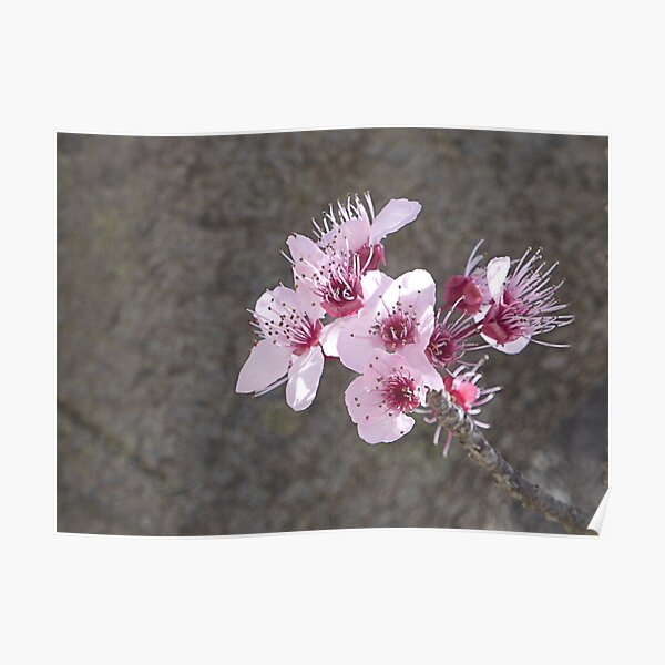 Nearly spring. Poster