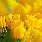 «Tulipanes amarillos» de Veikko  Suikkanen
